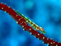 Goby Royalty Free Stock Photo