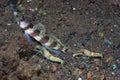 Broadbanded Shrimpgoby, Amblyeleotris periophthalma