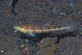 Orangespotted Sleeper Goby