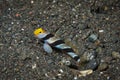 Black Rayed Shrimpgoby Stonogobiops nematodes