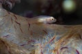 Shortnose Clinggoby Pleurosicya spongicola Royalty Free Stock Photo