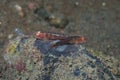 Common Ghostgoby Pleurosicya mossambica Royalty Free Stock Photo