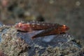 Common Ghostgoby Pleurosicya mossambica Royalty Free Stock Photo