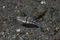 Halfbarred Goby Amblygobius semicinctus