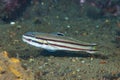 Blacklined Sleeper Goby Valenciennea helsdingenii