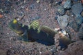 Black Shrimpgoby Cryptocentrus fasciatus