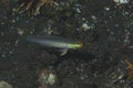 Goldenhead Goby Valenciennea strigata