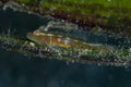 Common Ghostgoby Pleurosicya mossambica Royalty Free Stock Photo