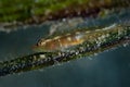 Common Ghostgoby Pleurosicya mossambica Royalty Free Stock Photo