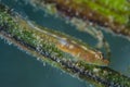Common Ghostgoby Pleurosicya mossambica Royalty Free Stock Photo