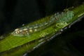 Common Ghostgoby Pleurosicya mossambica Royalty Free Stock Photo