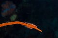 Goby couple on whip coral