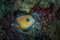 Goby Royalty Free Stock Photo