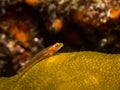 Goby fish on the coral Royalty Free Stock Photo