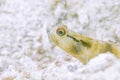 Goby fish Royalty Free Stock Photo
