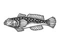 Goby fish sketch vector illustration