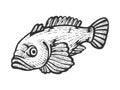 Goby fish sketch vector illustration