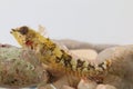 Goby fish on Stone