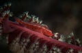 Underwater macro life in the Lembeh Straits of Indonesia Royalty Free Stock Photo