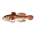 Goby, watercolor isolated illustration of a fish.