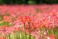 Gochang seonunsa red lily field Royalty Free Stock Photo