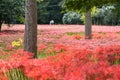 Gochang seonunsa red lily field Royalty Free Stock Photo