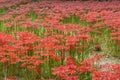 Gochang seonunsa red lily field Royalty Free Stock Photo