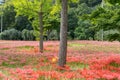 Gochang seonunsa red lily field Royalty Free Stock Photo