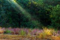 God beams - coniferous forest early in the morning