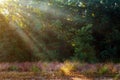 God beams - coniferous forest early in the morning