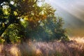 God beams - coniferous forest early in the morning