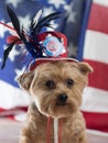 God Bless America Yorkie Dog for September 11