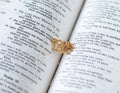 God is love, text quote written with golden letters on an open Christian Holy Bible Book Royalty Free Stock Photo