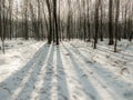 God\'s Rays shining through forest trees in winter time