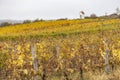 God's torture near Hnanice with autumnal vineyard, Southern Moravia, Czech Republic Royalty Free Stock Photo