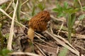 Morel mushroom surrounded by green plants