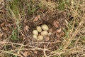 Wild duck eggs in nest with down