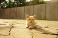 Goden cat rest on the summer garden, side view on the wild stone floor