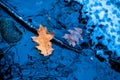 Goden Leaf Floating on Frozen Creek