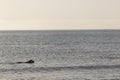 Goden Retriever bathing on the beach