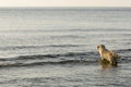 Goden Retriever bathing on the beach