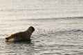 Goden Retriever bathing on the beach