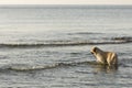 Goden Retriever bathing on the beach