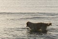 Goden Retriever bathing on the beach