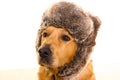 Goden retriever dog with funny winter fur cap