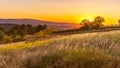 Goden summer sunset nature trees