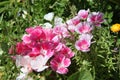 Godetia Clarkia Pink White Flowers