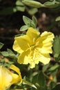 Godetia Clarkia Yellow Flowers