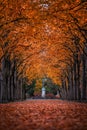 Godollo, Hungary - Narrow alley in Elisabeth park surronded by colorful red and yellow linden trees at autumn