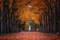 Godollo, Hungary - Narrow alley in Elisabeth park surronded by colorful red and yellow linden trees at autumn